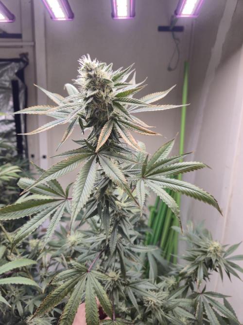 Purple panty droppers. Week 5 - Day 3, 28/8