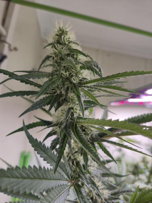 Purple diesel. Week 5 - Day 3 28/6