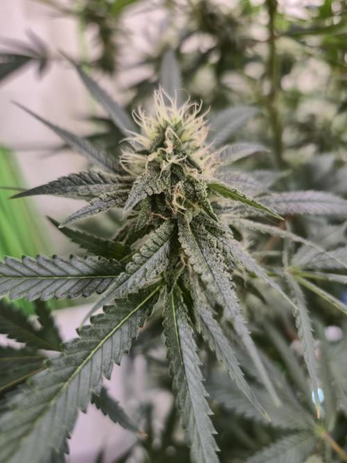 Purple Diesel. Week 5