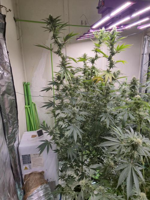 Purple diesel. Week 5 - Day 3 28/6