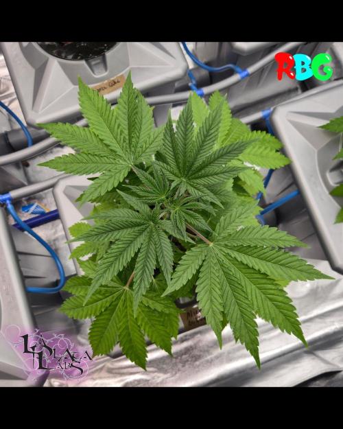 Alien Bubba RDWC. Week 1 - Day 3 28/6