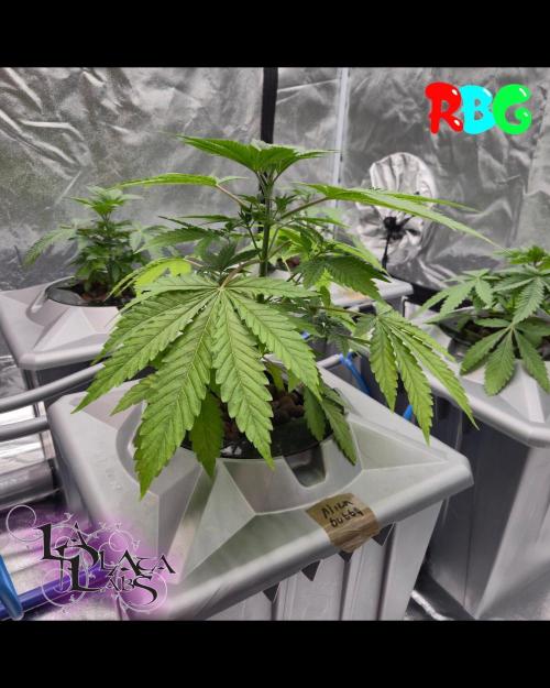 Alien Bubba Regular. Week 1