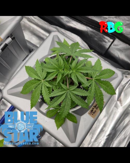 Lemon pound cake x blue star. Week 1 - Day 3, 28/8