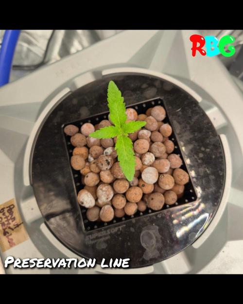 Peanut butter crashers ( RDWC ). Week 1 - Day 3 28/6