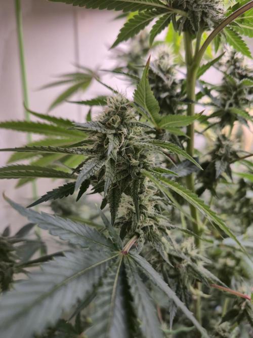 Purple diesel. Week 6 - Week 6 day 1 
2/9