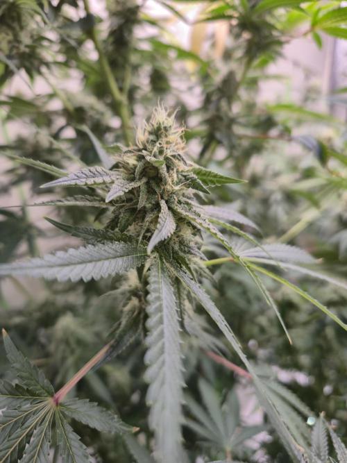 Purple diesel. Week 6 - Week 6 day 1 
2/9