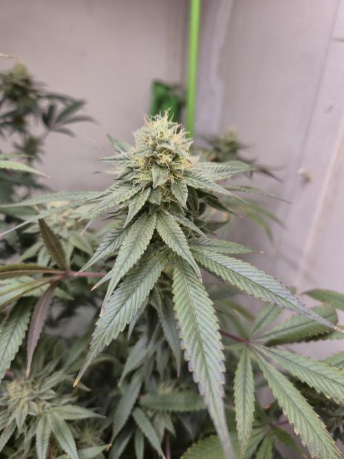 Purple panty droppers. Week 6 - Week 6 day 1 
2/9
