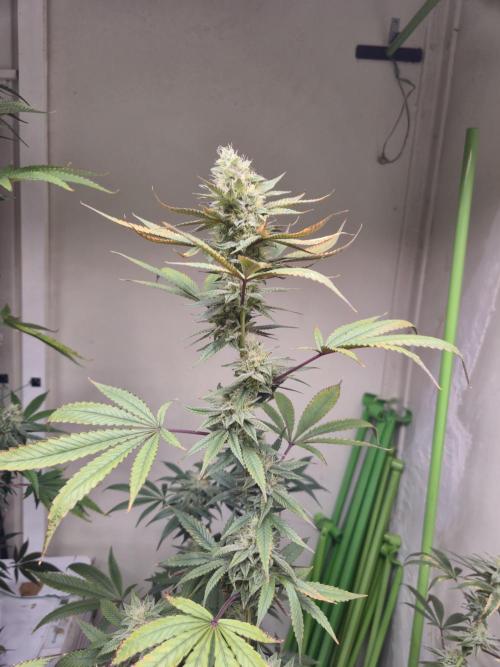 Purple panty droppers. Week 6 - Week 6 day 1 
2/9