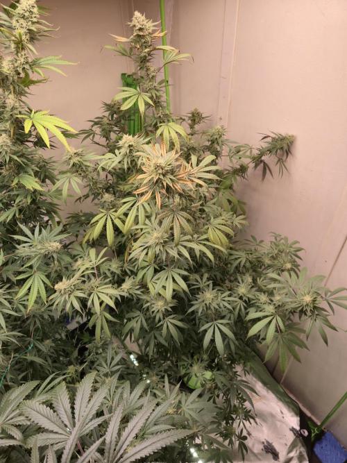 Purple Panty Dropper. Week 6