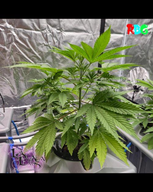 Alien Bubba Regular. Week 2