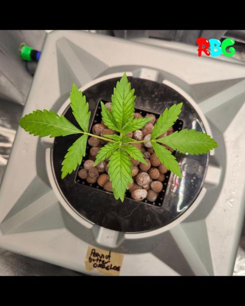 Peanut butter crashers ( RDWC ). Week 2 - Week 2 day 2 
3/9/26