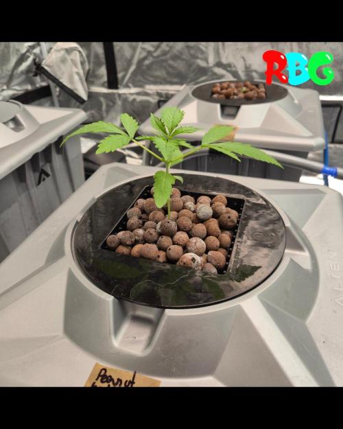 Peanut butter crashers ( RDWC ). Week 2 - Week 2 day 2 
3/9/26