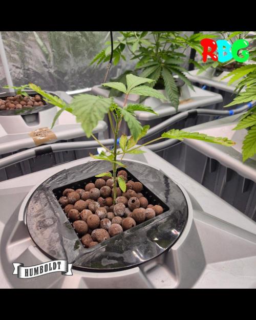 Gazzurple RDWC. Week 2 - Week 2 day 2 
3/9/26