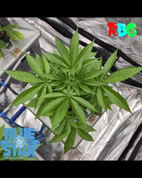 Lemon pound cake x blue star. Week 2 - Week 2 day 2 
3/9/26