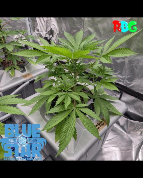 Lemon pound cake x blue star. Week 2 - Week 2 day 2 
3/9/26