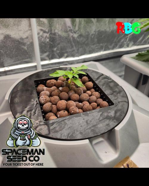 Apple fritter s1 RDWC. Week 2 - Week 2 day 2 
3/9/26