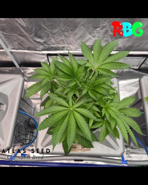 Divorce Cake RDWC. Week 2 - Week 2 day 2 
3/9/26