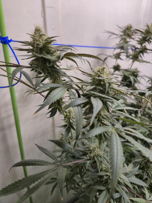 Purple panty droppers. Week 6 - Day 4
5/9