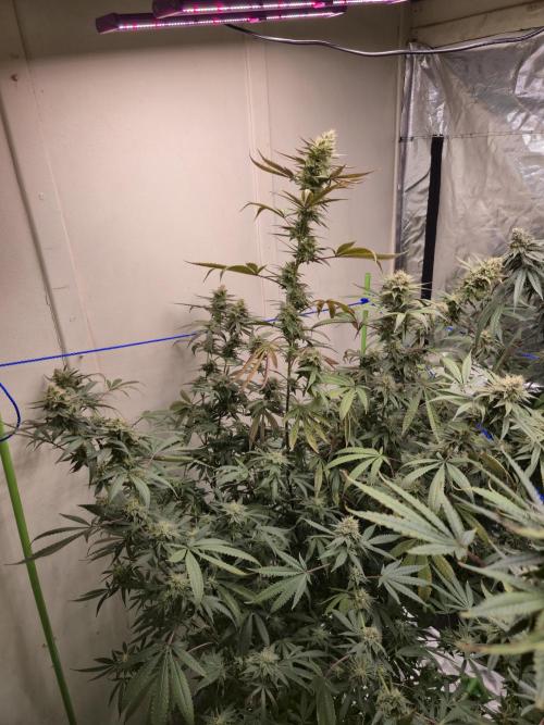 Purple panty droppers. Week 6 - Day 4 
5/9