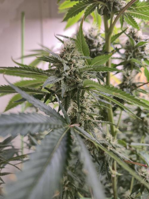 Purple diesel. Week 6 - Day 4 5/9