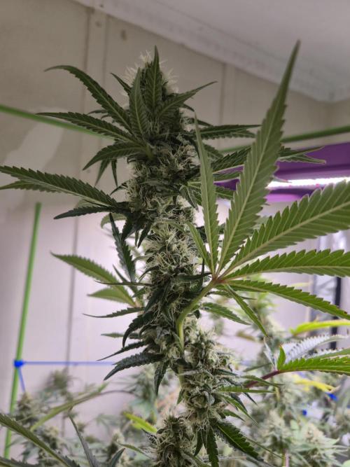 Purple diesel. Week 6 - Day 4 5/9