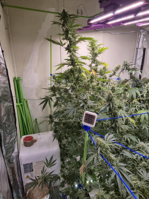Purple diesel. Week 6 - Day 4 5/9