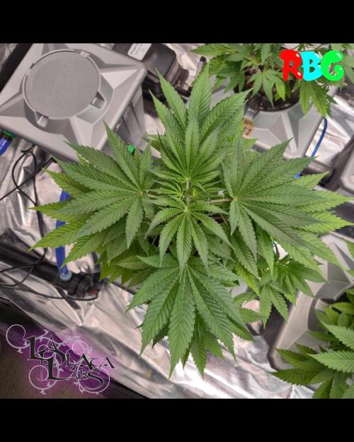 Alien Bubba RDWC. Week 2 - Week 2 day 5 
6/9