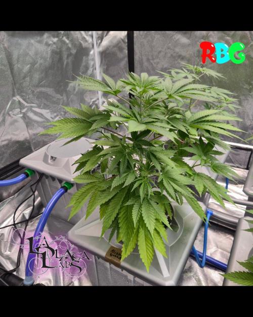 Alien Bubba RDWC. Week 2 - Week 2 day 5 
6/9