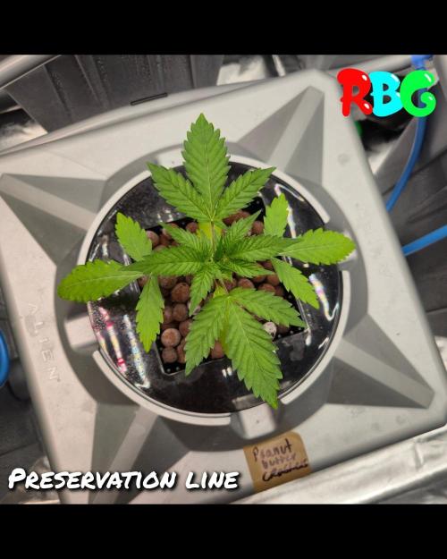 Peanut butter crashers ( RDWC ). Week 2 - Week 2 day 5 
6/9