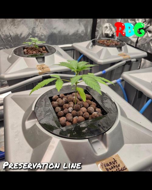 Peanut butter crashers ( RDWC ). Week 2 - Week 2 day 5 
6/9