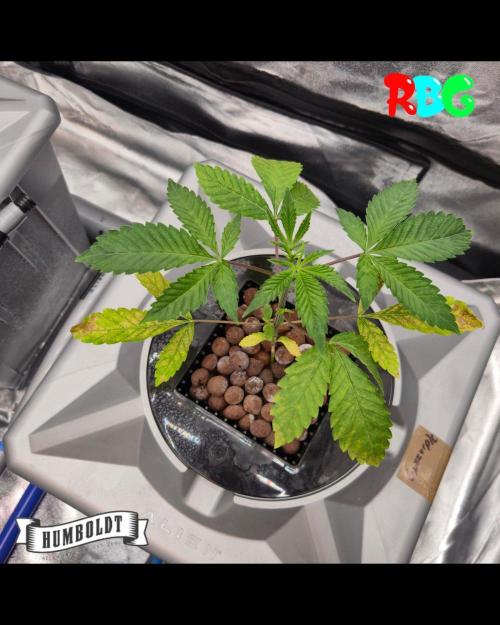 Gazzurple RDWC. Week 2 - Week 2 day 5 
6/9
