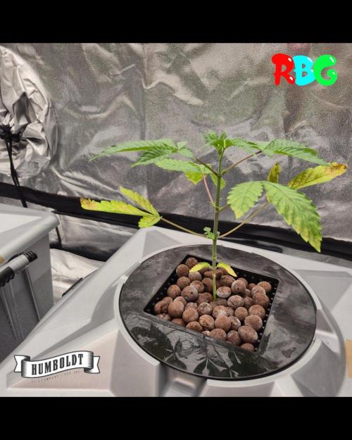 Gazzurple RDWC. Week 2 - Week 2 day 5 
6/9