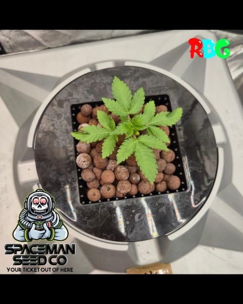 Apple fritter s1 RDWC. Week 2 - Week 2 day 5 
6/9