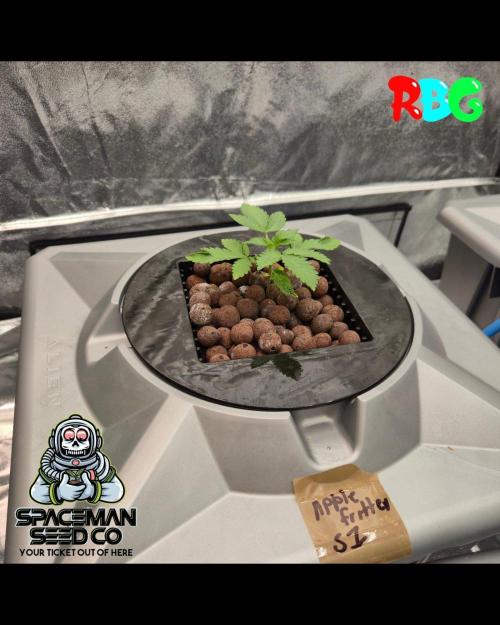 Apple fritter s1 RDWC. Week 2 - Week 2 day 5 
6/9