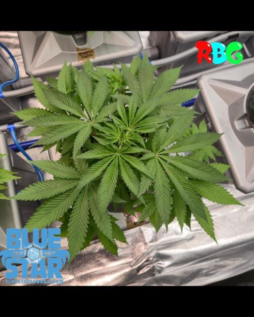 Lemon pound cake x blue star. Week 2 - Week 2 day 5 
6/9