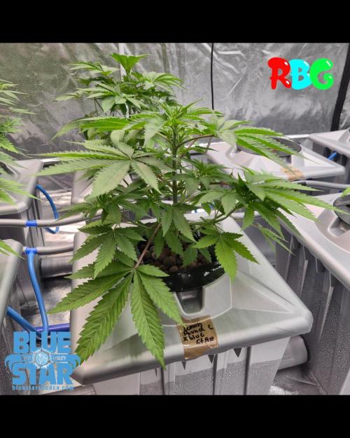 Lemon pound cake x blue star. Week 2 - Week 2 day 5 
6/9
