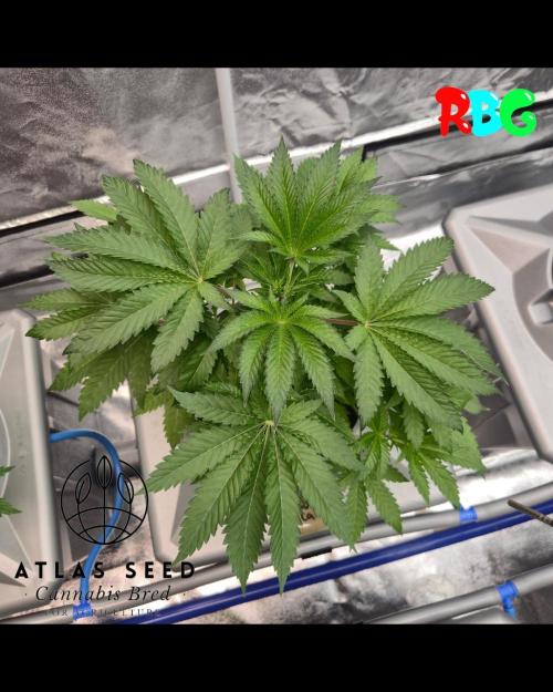 Divorce Cake RDWC. Week 2 - Week 2 day 5 
6/9