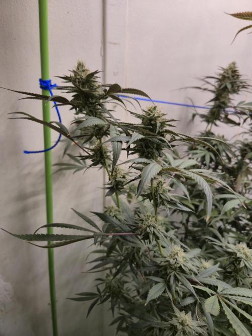 Purple panty droppers. Week 7 - Week 7 day 1
9/9/26