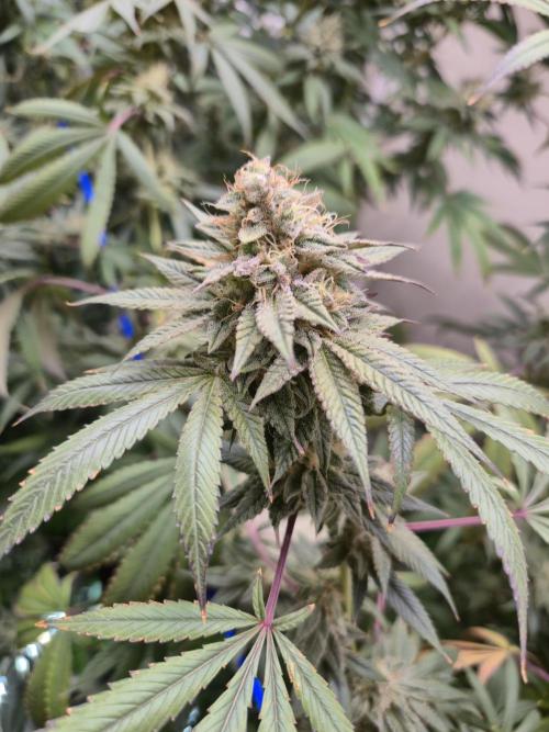 Purple panty droppers. Week 7 - Week 7 day 1
9/9/26