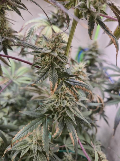 Purple panty droppers. Week 7 - Week 7 day 1
9/9/26