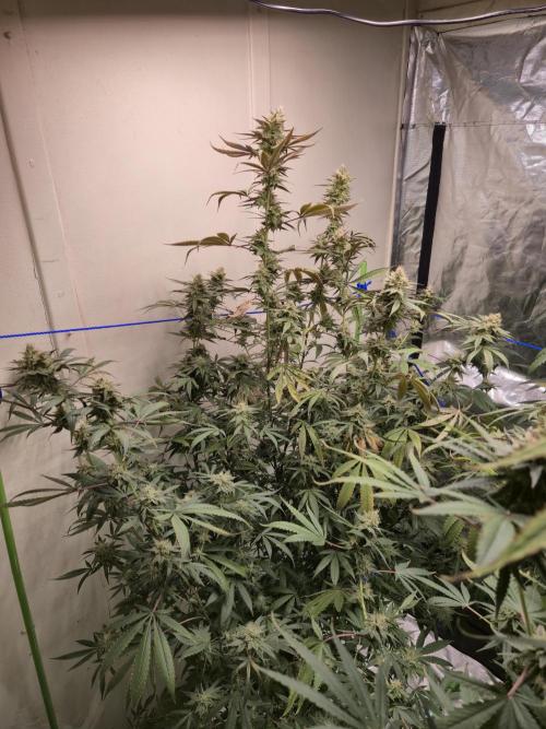 Purple panty droppers. Week 7 - Week 7 day 1
9/9/26