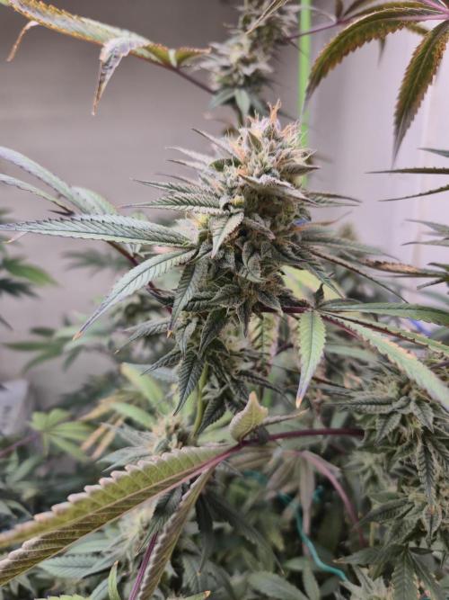 Purple panty droppers. Week 7 - Week 7 day 1
9/9/26