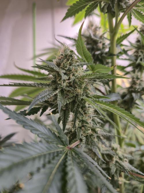 Purple diesel. Week 7 - Week 7 day 1 

9/9/26

