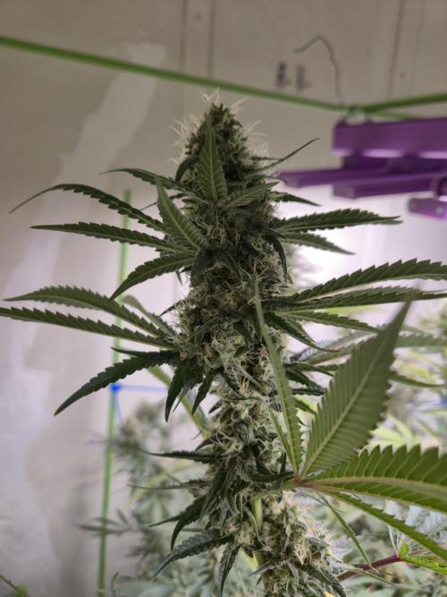 Purple Diesel. Week 7