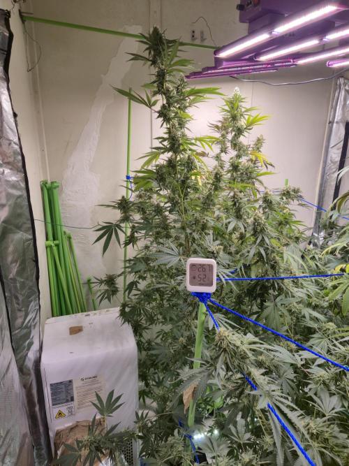 Purple diesel. Week 7 - Week 7 day 1 

9/9/26

