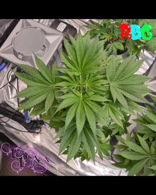 Alien Bubba RDWC. Week 3 - Week 3 day 1 

9/9/26

