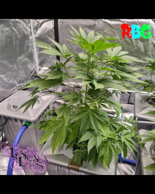 Alien Bubba RDWC. Week 3 - Week 3 day 1 

9/9/26

