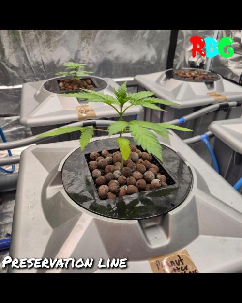 Peanut butter crashers ( RDWC ). Week 3 - Week 3 day 1 

9/9/26


