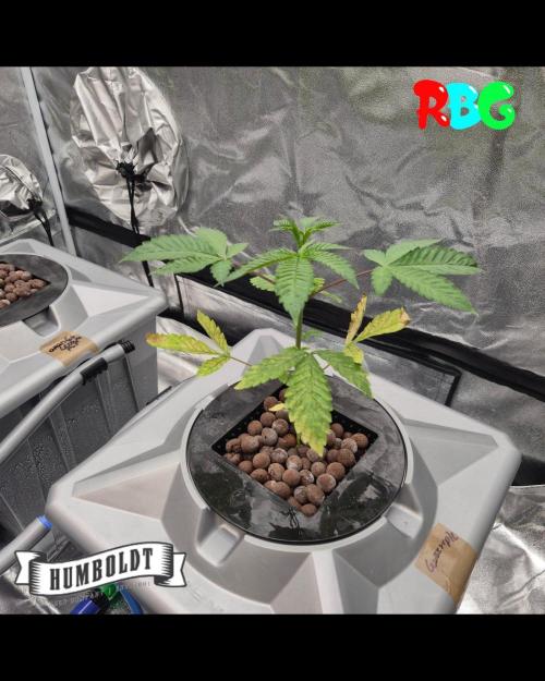 Gazzurple RDWC. Week 3 - Week 3 day 1 

9/9/26

