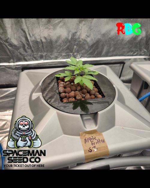 Apple fritter s1 RDWC. Week 3 - Week 3 day 1 

9/9/26

